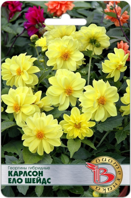 Георгина Карлсон ело шейдс 10шт