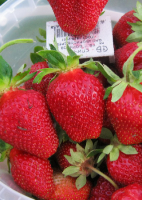 Земляника (Клубника) Гаригуэтта (5 шт)