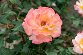 Роза Акварель (ч-гибрид, розов.,желт.)