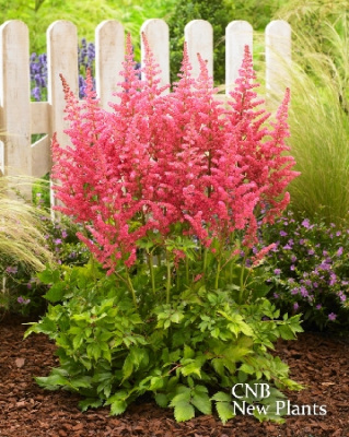 Астильба Сенсейшн Салмон Бьюти (2 шт)