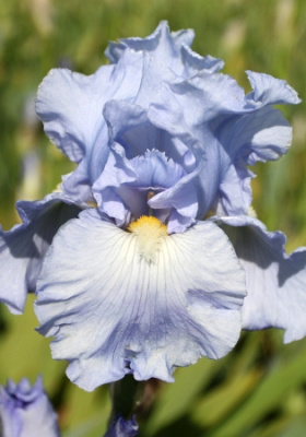 Ирис Баблинг Брук (1 шт)