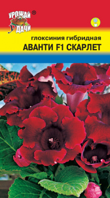 цГлоксиния Аванти скарлет 3шт