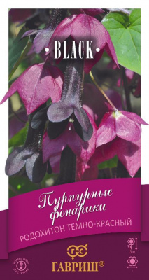 Родохитон Пурпурные фонарики 4шт Блэк