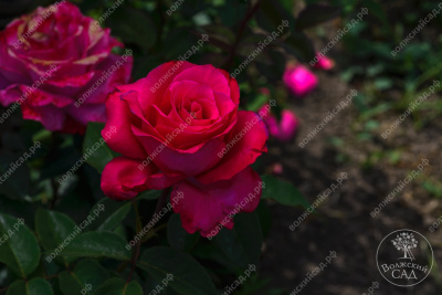 Роза Бабкина (ч.-гибрид, цикламен)