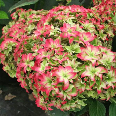 Гортензия Мэджикал Фарфалла P12