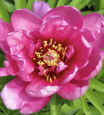 Пион Янки Дудл Дэнди (1 шт)