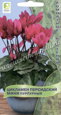 цЦикламен Пурпурный (мини) 2шт