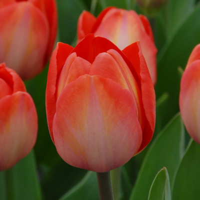 Тюльпан Оранж Ван Эйк (10 шт)