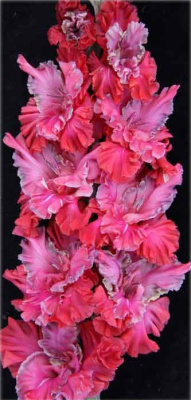 МАКСИ Гладиолус Перпендикулярный Мир (15 шт)