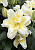 Лилия Roselily Людвина (5 шт)