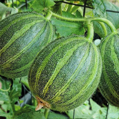 Огурдыня Лартон 5шт