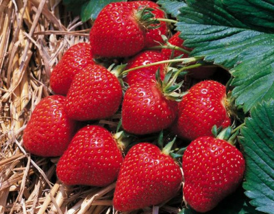 Земляника Монтерей (40 шт)