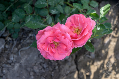 Роза Селин Дельбар (флориб. розов.)