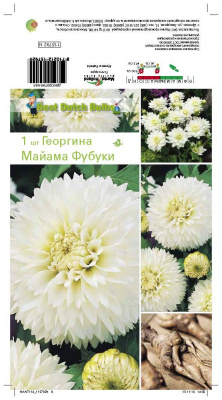 Георгин Майами Фубуки (1)