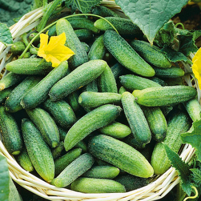 Огурец Уральская Дружная Семейка 12шт