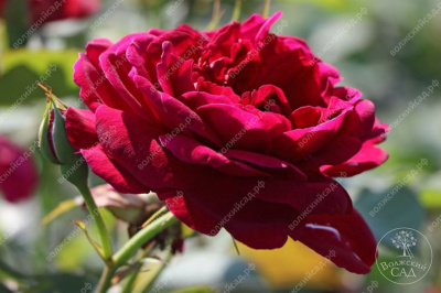 Роза Дарси (шраб анг. бордовый)