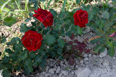 Роза Амадеус (плетист. красн)