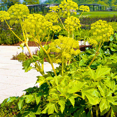 Дягиль лекарственный 0,5г