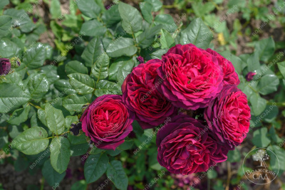 Роза Графиня Харденберг  (шраб, красн)