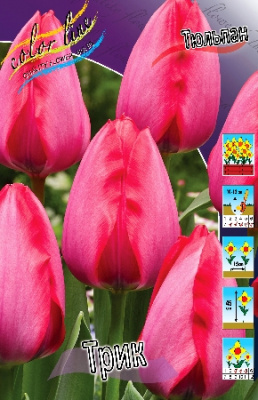 Тюльпан Трик (8 шт)