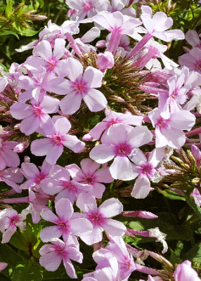 Флокс Утопия (2)