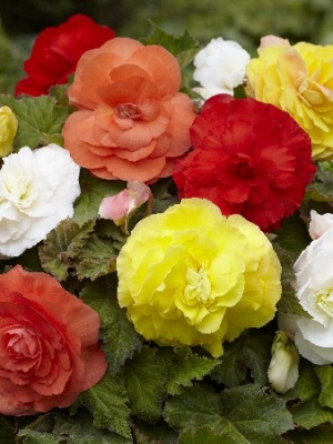 Бегония Суперба Смесь (3 шт)