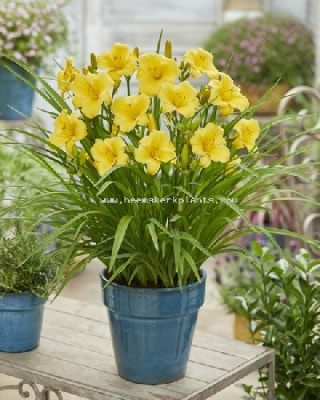 Лилейник Голд (1 шт)