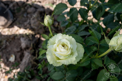 Роза Айсленд (ч.-гибрид, белый)