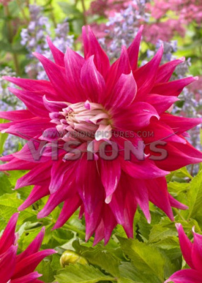 Георгин Эйси Дарк Хорз (1 шт)