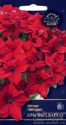 цПетуния Красный бархат 5шт