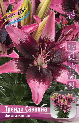 Лилия ЭКОНОМ-СЕРИЯ ТРЕНДИ САВАННА (2 шт)
