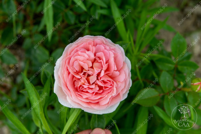 Роза Абрахам Дерби  (шраб, розов)