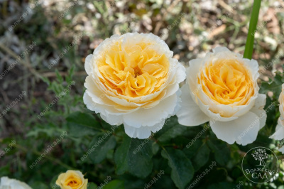 Роза Беатрис (шраб (англ), желт)