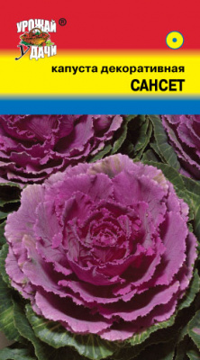 цКапуста декор. Сансет