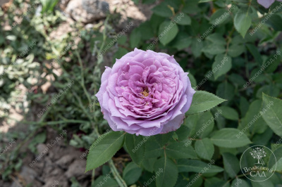 Роза Новалис (флориб, сирен.)