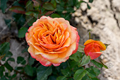 Роза Вип Нью Оо (ч-гибрид. желтый,роз.)