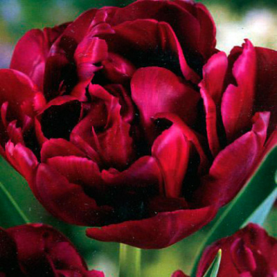 Тюльпан Антрацит (10 шт.)