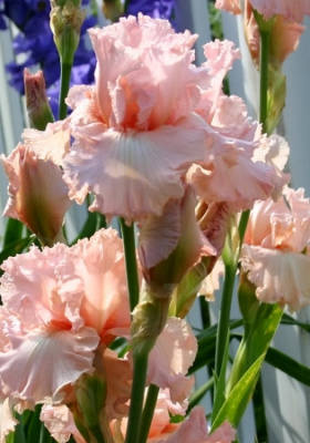 Ирис Хэппенстанс (1 шт)