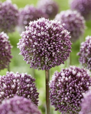 Лук декор. Саммер Драммер (2 шт)