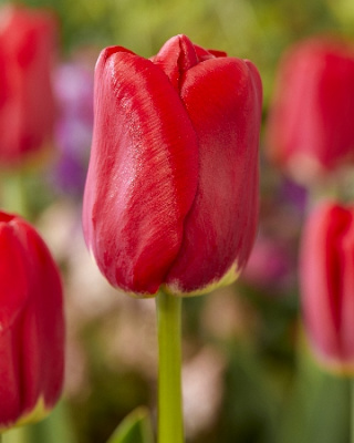 Тюльпан Антарктика Файр (8)