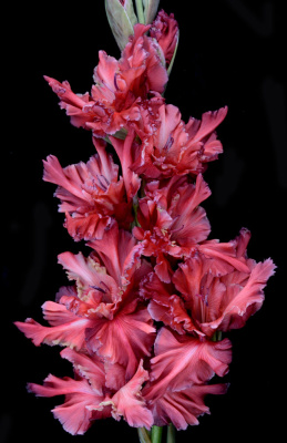 Гладиолус Чеширский кот (5 шт)