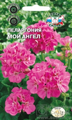 цПеларгония Мой Ангел 5шт
