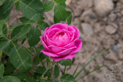 Роза Луис Одиер  (плетист, розов)
