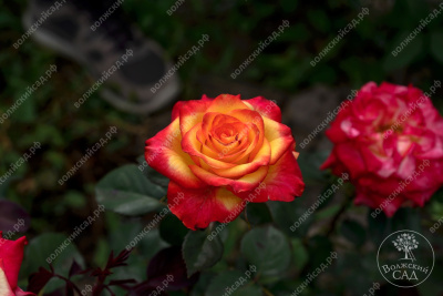 Роза Циркус (флориб., желт.красн.) н