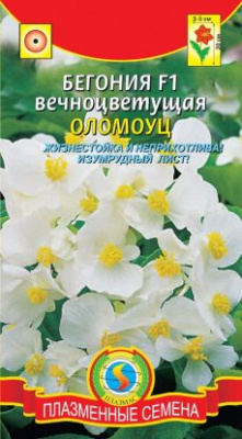 цБегония Оломоуц