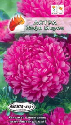 цАстра Софи Марсо пионовид.