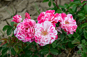 Роза Кэнди Ковер (флориб.пестрый.)