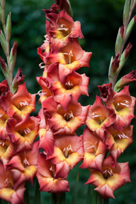 Гладиолус Мишель (7 шт)