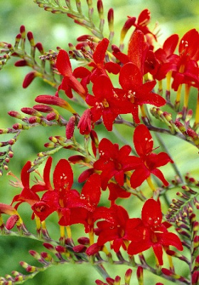 Крокосмия Люцифер (8 шт)