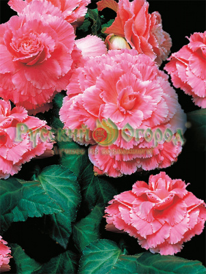 Бегония Сударыня-Барыня (2 шт.)